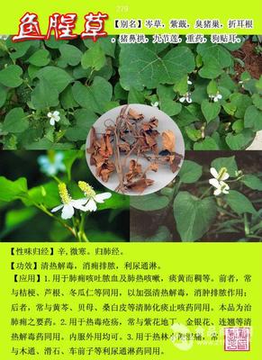 魚腥草提取物 魚腥草濃縮粉 魚腥草浸膏粉_西安市__植物提取物-