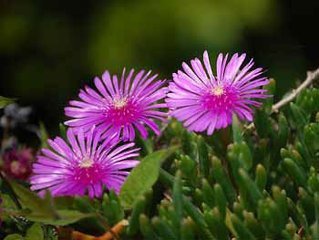 森冉生物 松葉菊提取物/龍須海棠提取物